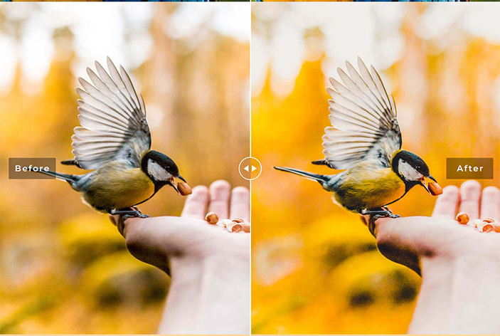دانلود پریست لایت روم و Camera Raw و اکشن: Birds Wings Mobile Desktop Lightroom Presets
