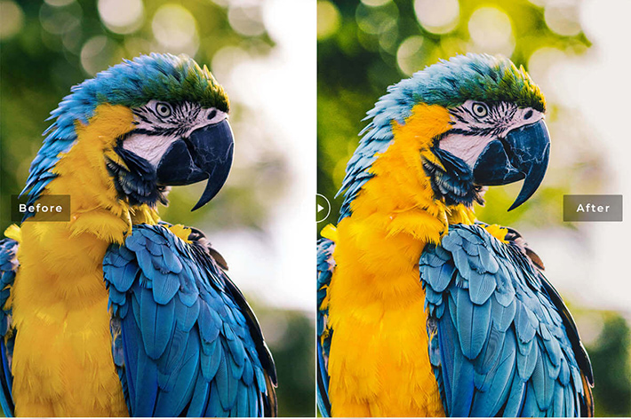 دانلود پریست لایت روم و Camera Raw و اکشن: Birds Wings Mobile Desktop Lightroom Presets