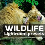 دانلود پریست لایت روم 50 عددی دسکتاپ : Wildlife Lightroom Presets