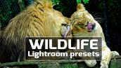 دانلود پریست لایت روم 50 عددی دسکتاپ : Wildlife Lightroom Presets