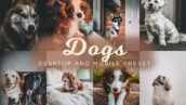 16 پریست لایت روم حرفه ای رنگی تم حیوانات خانگی Dogs Lightroom Presets