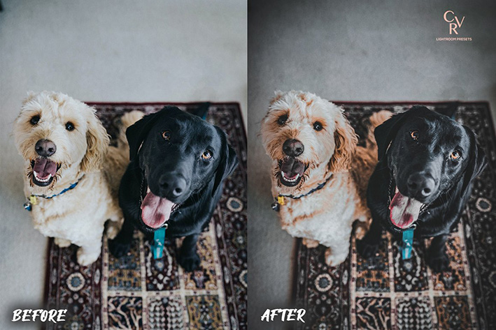 16 پریست لایت روم حرفه ای رنگی تم حیوانات خانگی Dogs Lightroom Presets